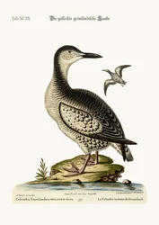 La colombe tachetée du Groenland, 1749-73